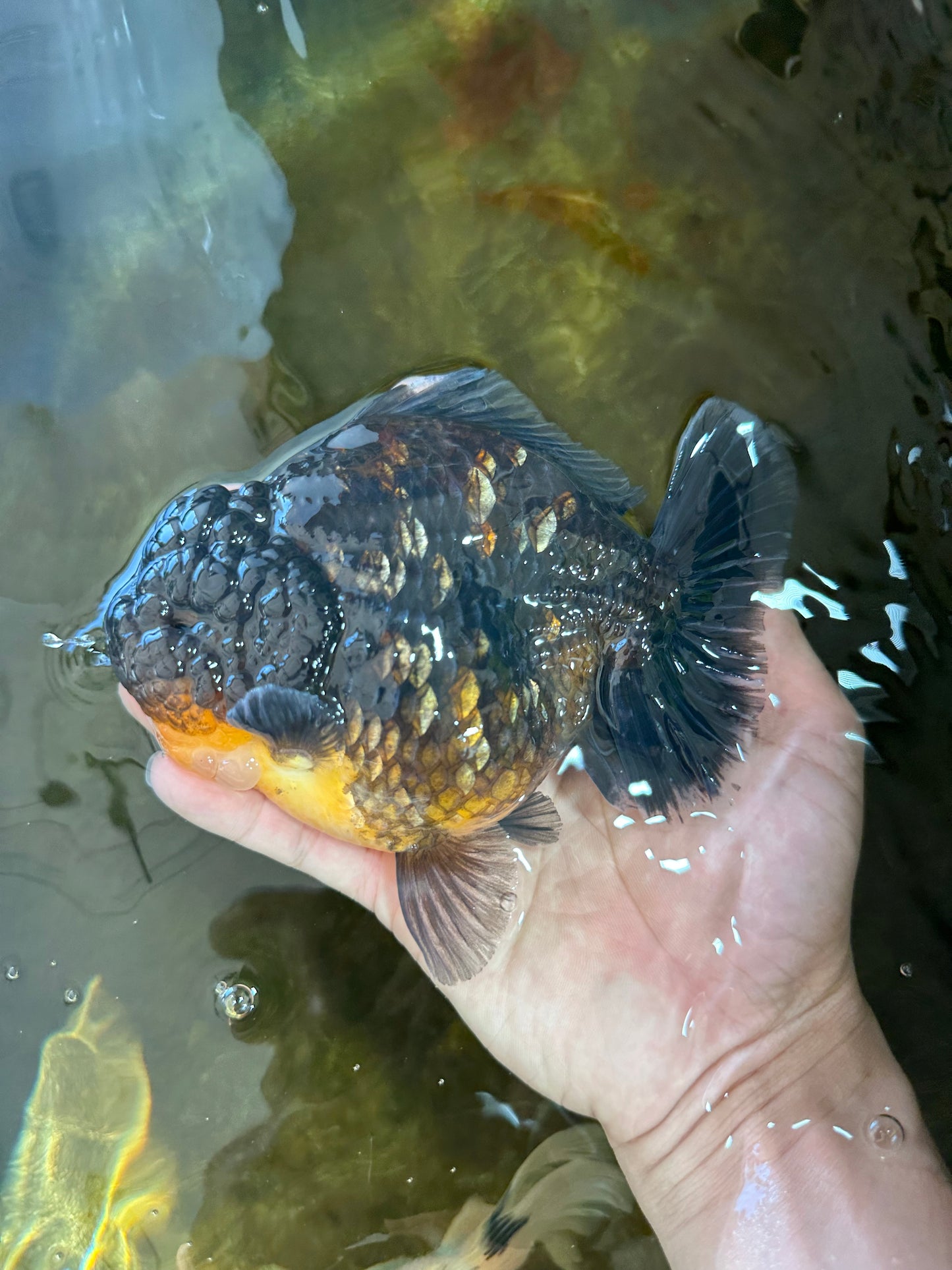 SHOW GRADE Godzilla Kirin Yuanbao Male 5.5 inches #062025YB_999