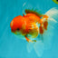 A Grade Red White Oranda Male 6 inches #082126OR_05