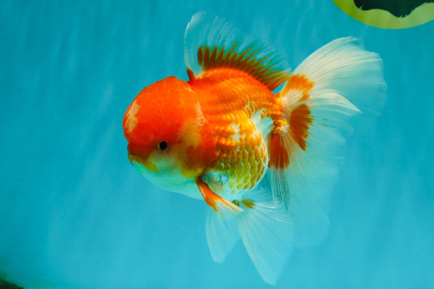 A Grade Red White Oranda Male 6 inches #082126OR_05