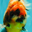 AAA Grade Jumbo Body Marble Sakura Oranda Male 6.5-7 inches #062626OR_02