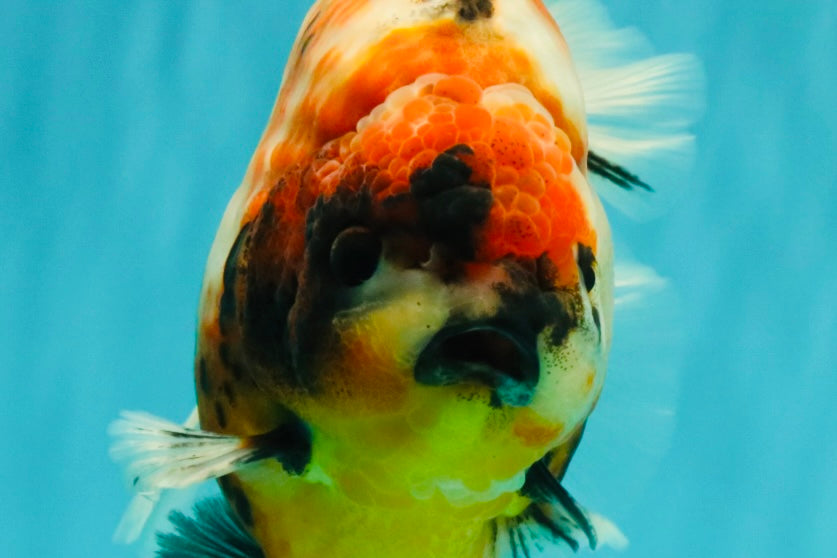 AAA Grade Jumbo Body Marble Sakura Oranda Male 6.5-7 inches #062626OR_02