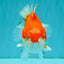 CHUBBY AAA Grade Red White Yuanbao Male 5.5 inches #050826YB_07