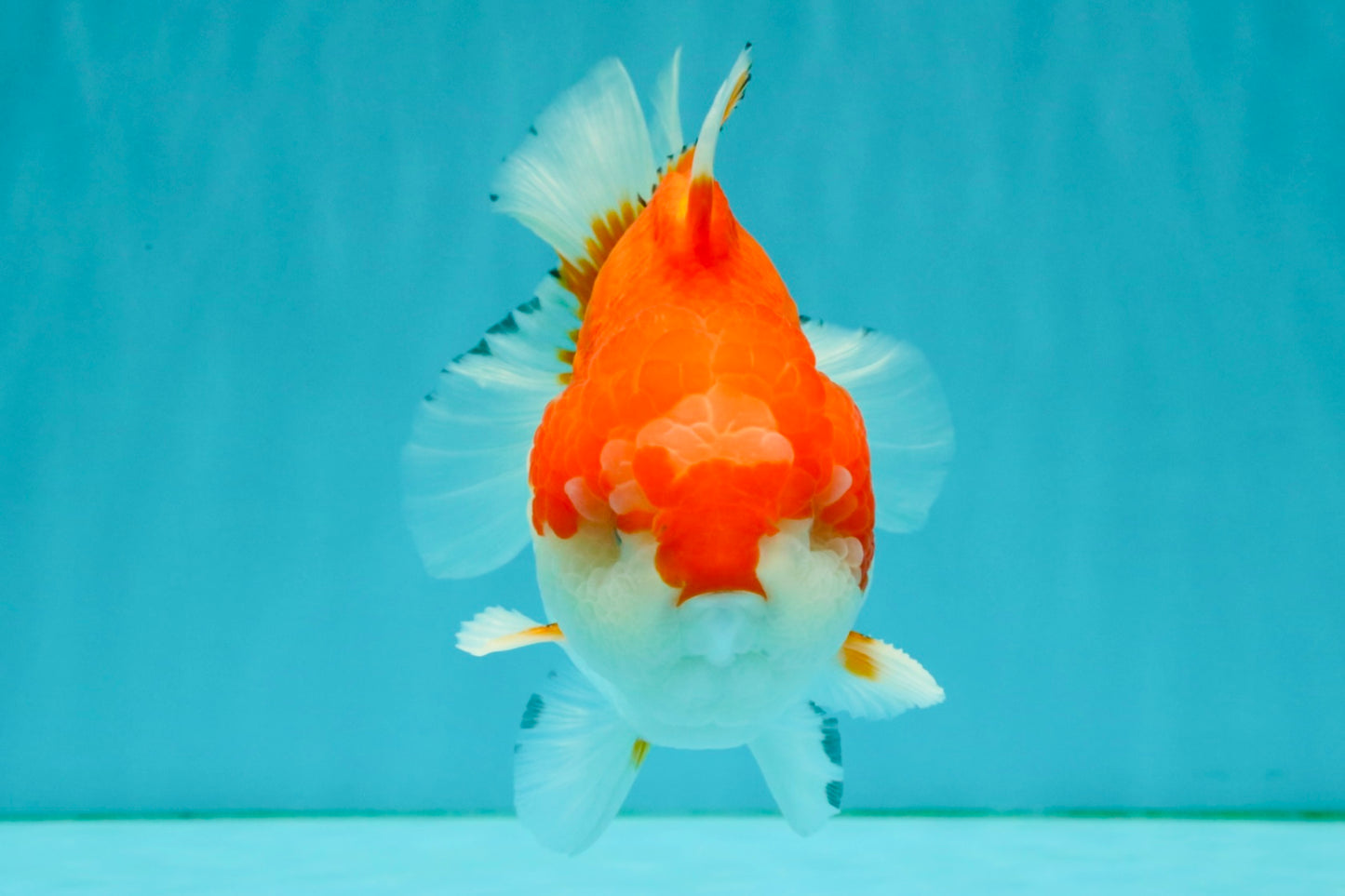 CHUBBY AAA Grade Red White Yuanbao Male 5.5 inches #050826YB_07