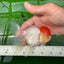 AAA Grade Red Cap Oranda Female 4.5-5 inches #0830OR_09