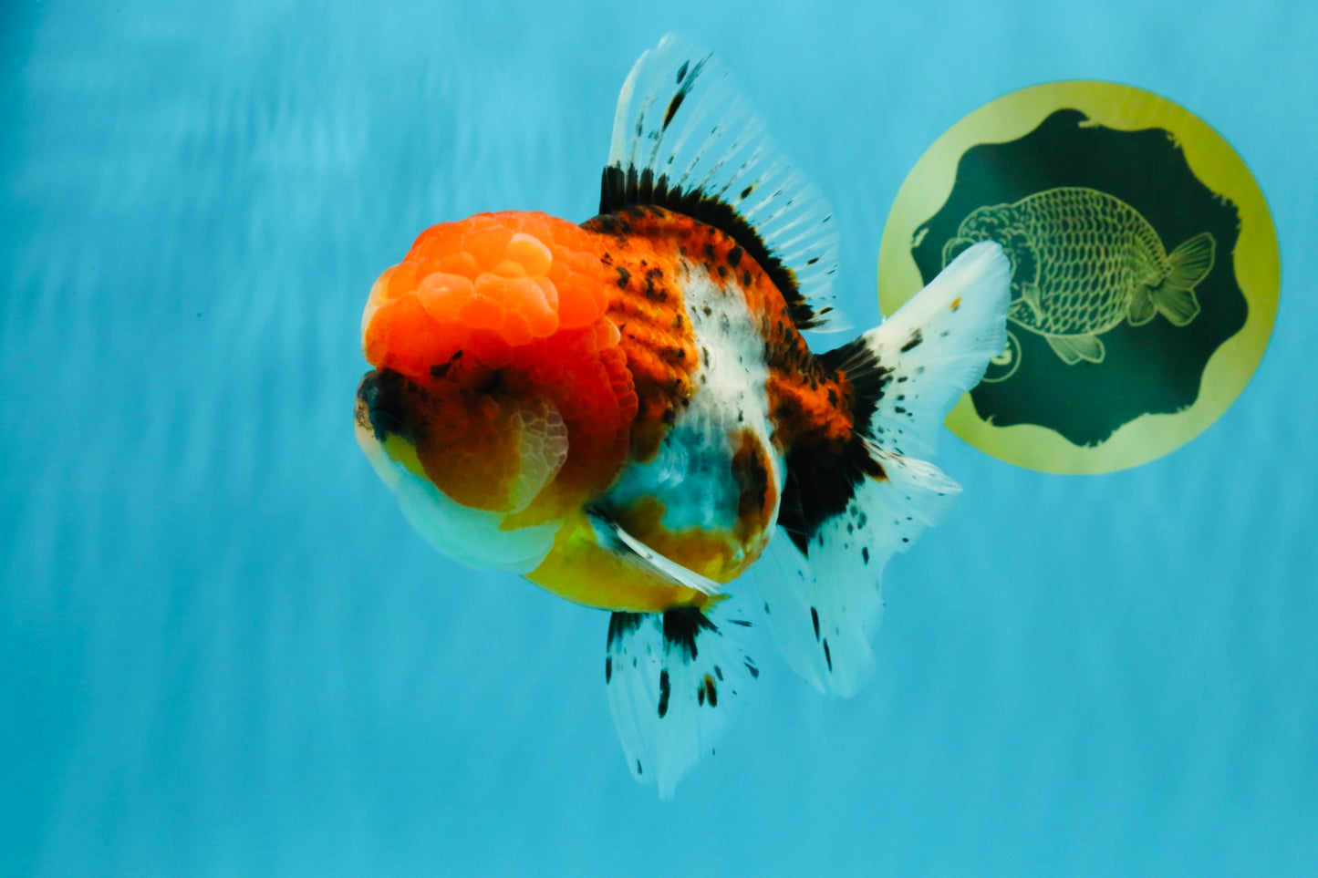 A Grade Calico Oranda Female 6-6.5 inches #022726OR_15