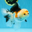 A Grade Button Nose Tricolor Oranda Female 5 inches #020725OR_19
