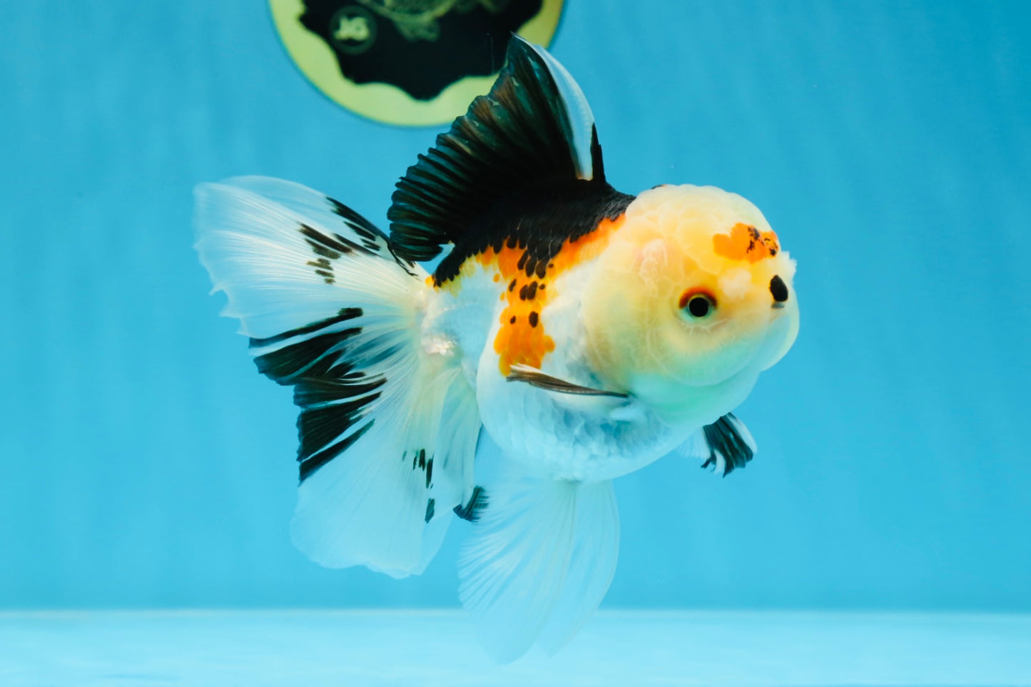 A Grade Button Nose Tricolor Oranda Female 5 inches #020725OR_19