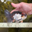 Tricolor Oranda Male 5-5.5 inches #100325OR_23