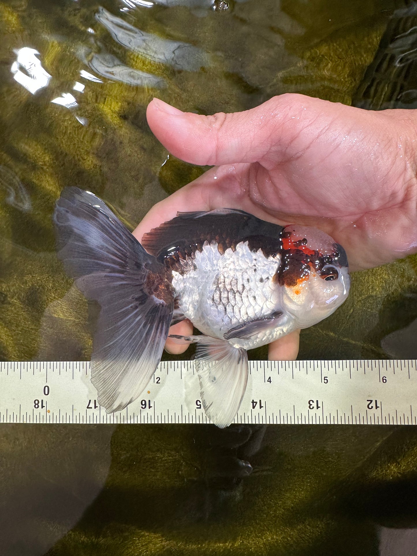 Tricolor Oranda Male 5-5.5 inches #100325OR_23