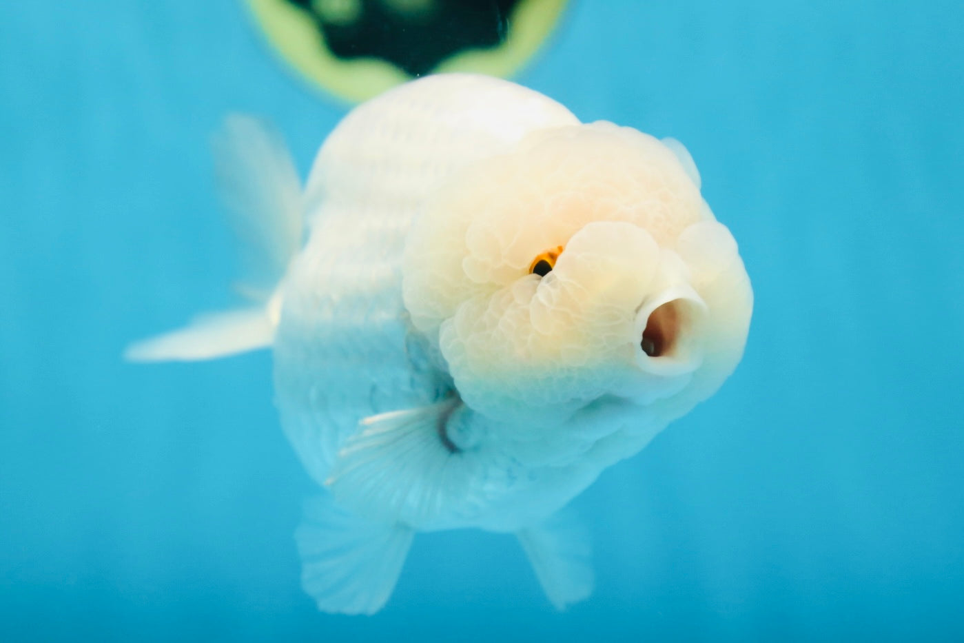 AAA Grade SNOW WHITE LionQueen 5.5-6 inches #090525LC_01