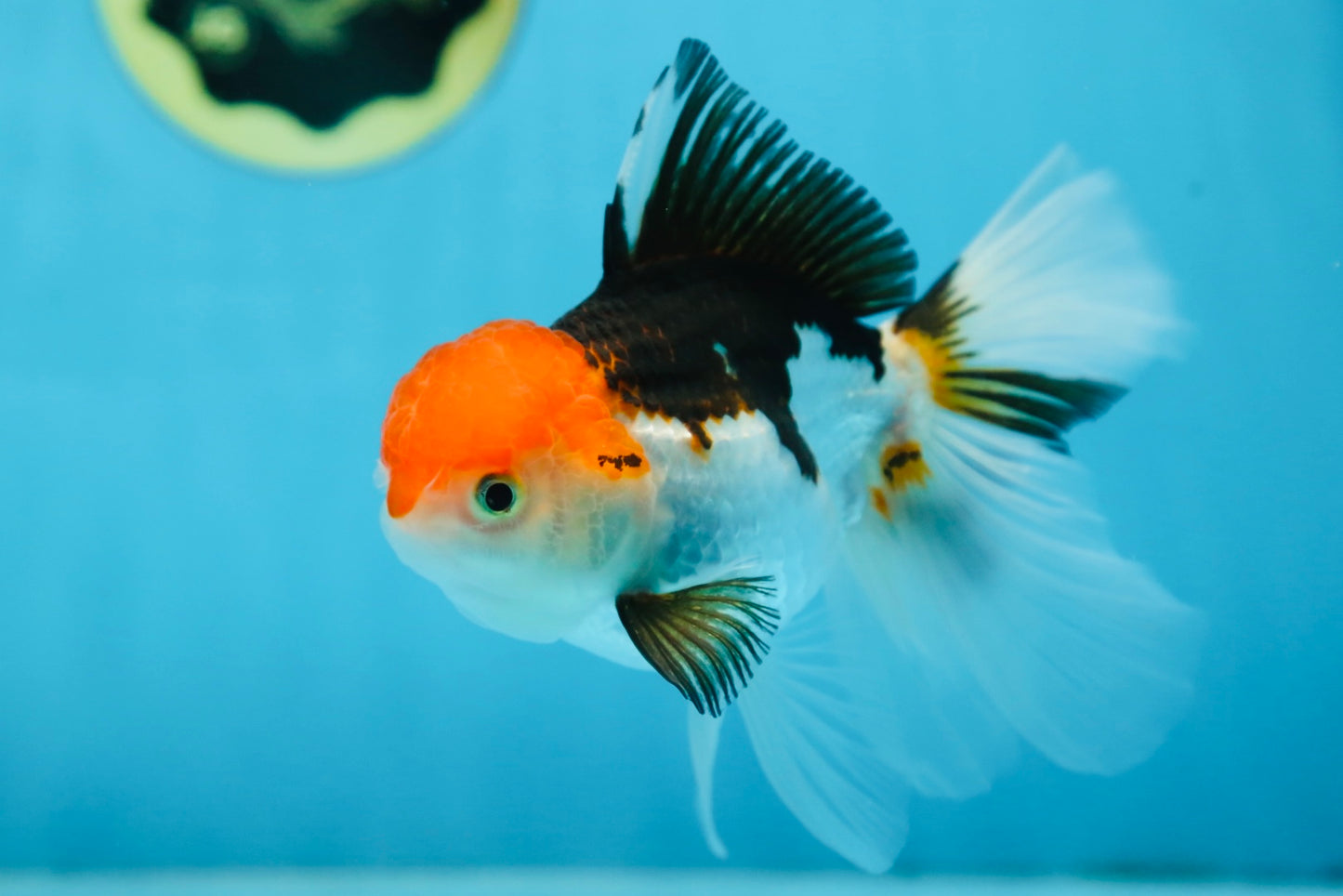 Tricolor Oranda Female 5.5 inches #091225OR_19