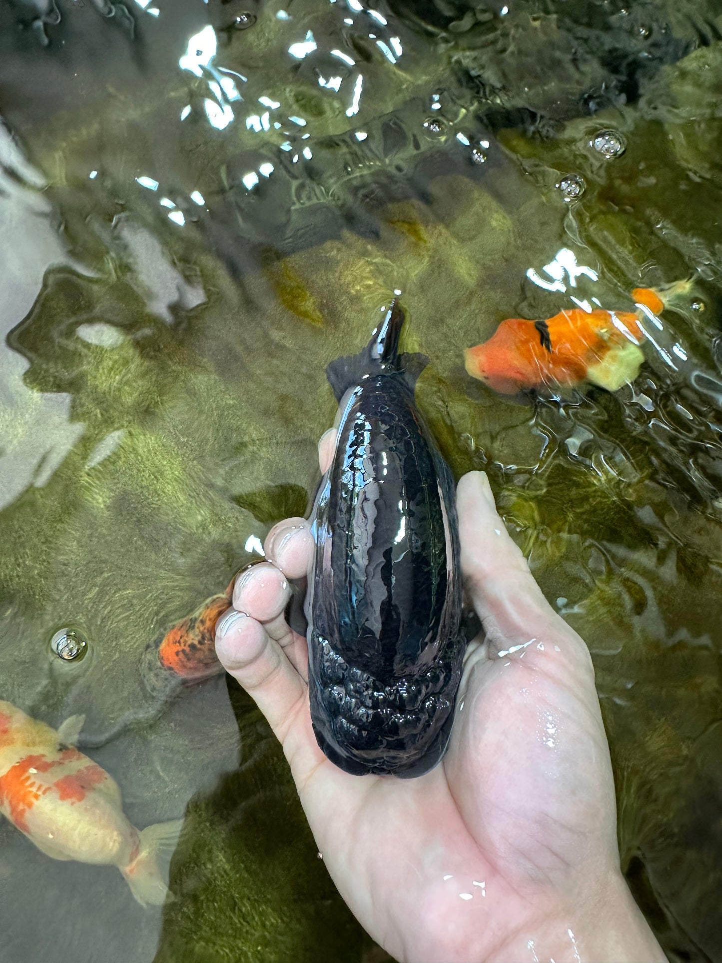 AAA Grade RARE Strong Body Structure Godzilla Black LionQueen 5 inches #051625LC_07