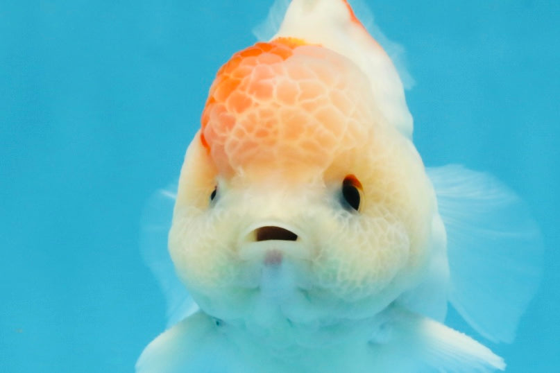 ADORABLE A Grade Sakura Yuanbao Male 4 inches #110725YB_10