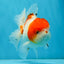 AAA Grade PUPPY Sakura Oranda Male 5 inches #062025OR_14