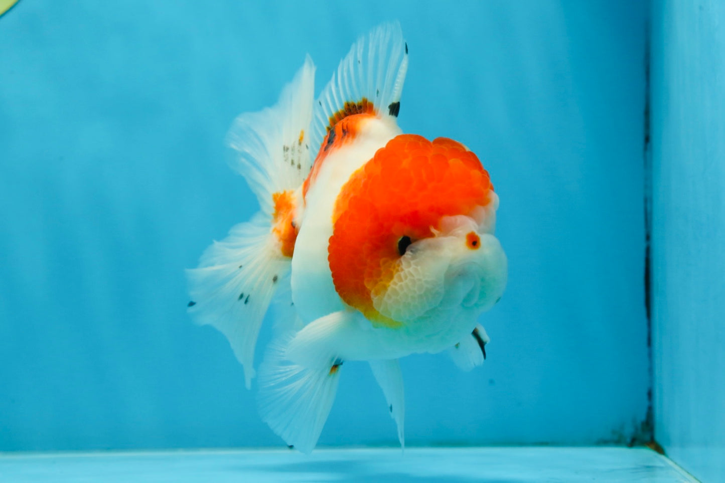 AAA Grade PUPPY Sakura Oranda Male 5 inches #062025OR_14