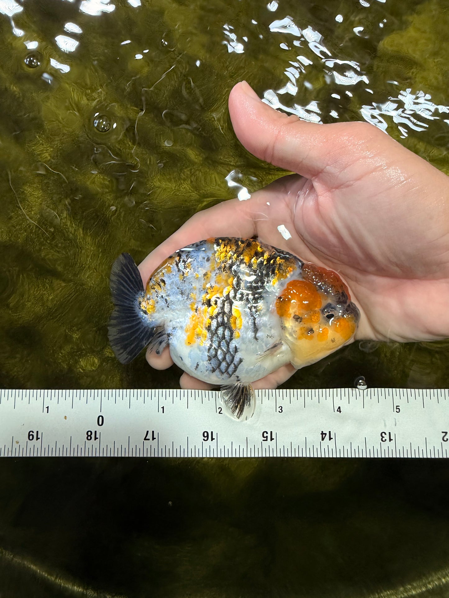 CHUBBY AAA Grade Chonky Special Tricolor Tiger LionQueen Female 4-4.5 inches #061926LC_12