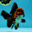 A Grade Stunning Lava Oranda Female 5 inches #010325OR_02