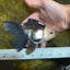 FLUFFY Panda Oranda Male 5-5.5 inches #091925OR_04