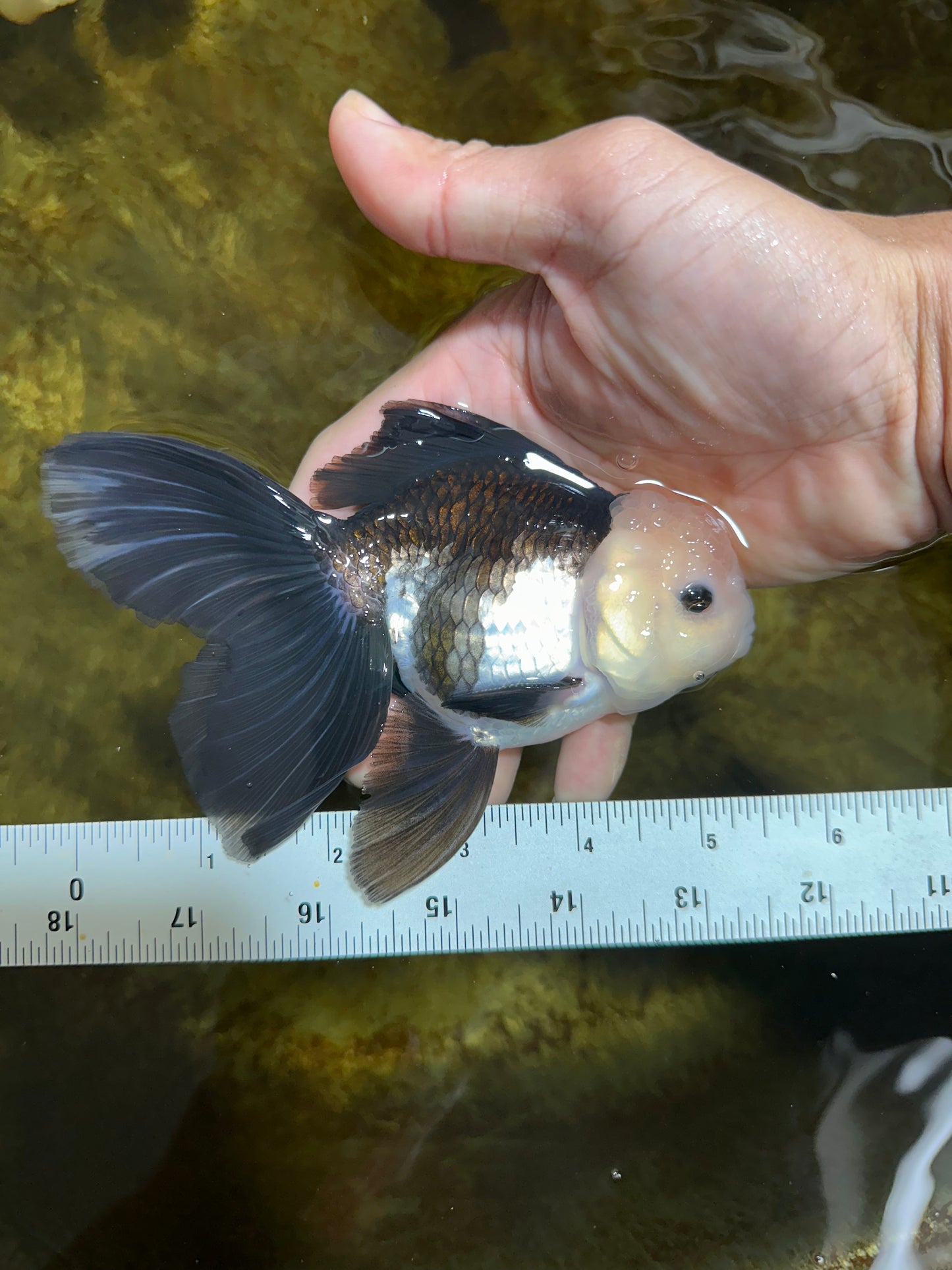 FLUFFY Panda Oranda Male 5-5.5 inches #091925OR_04