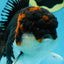 A Grade Tricolor Oranda Male 6.5 inches #060625OR_17