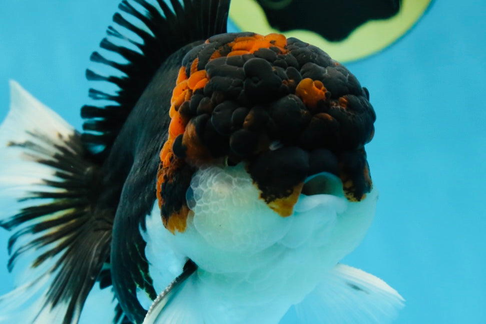 A Grade Tricolor Oranda Male 6.5 inches #060625OR_17