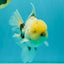 A Grade Marble Oranda Male 6-6.5 inches #042426OR_11