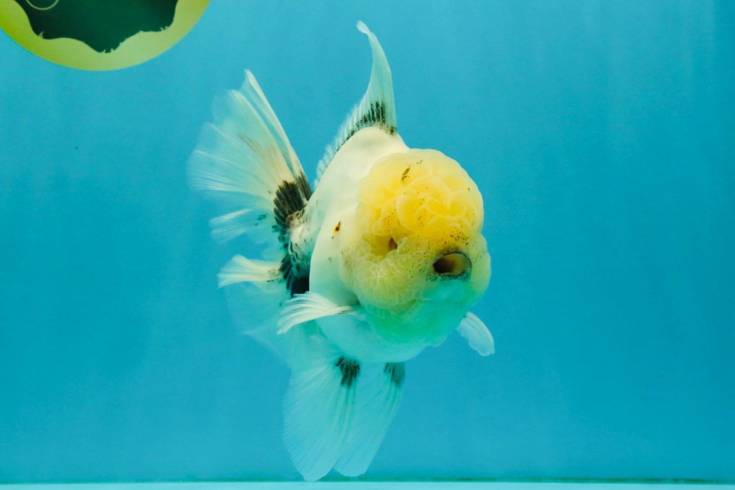 A Grade Marble Oranda Male 6-6.5 inches #042426OR_11