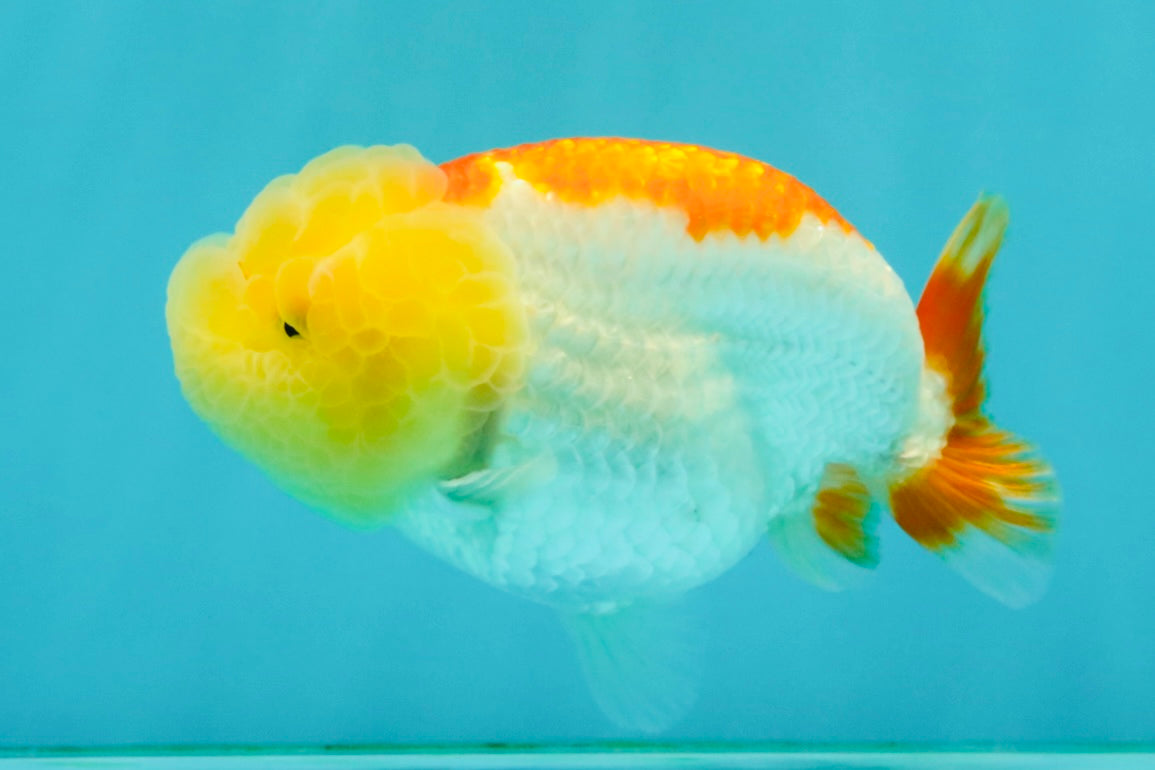 SUPER CUTE A Grade Red White LionQueen Female 4-4.5 inches #042426LC_16