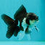 Panda Oranda Male 4 inches #102524OR_22