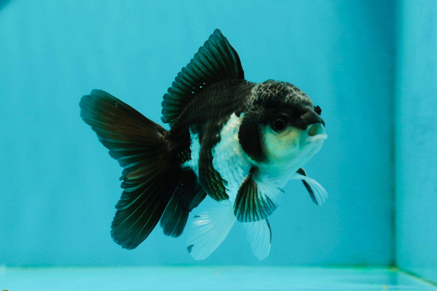 Panda Oranda Male 4 inches #102524OR_22