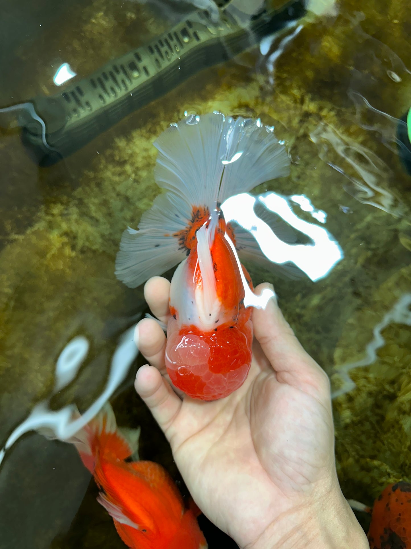 AAA Grade Godzilla Sakura Oranda Male 5.5 inches #080125OR_10