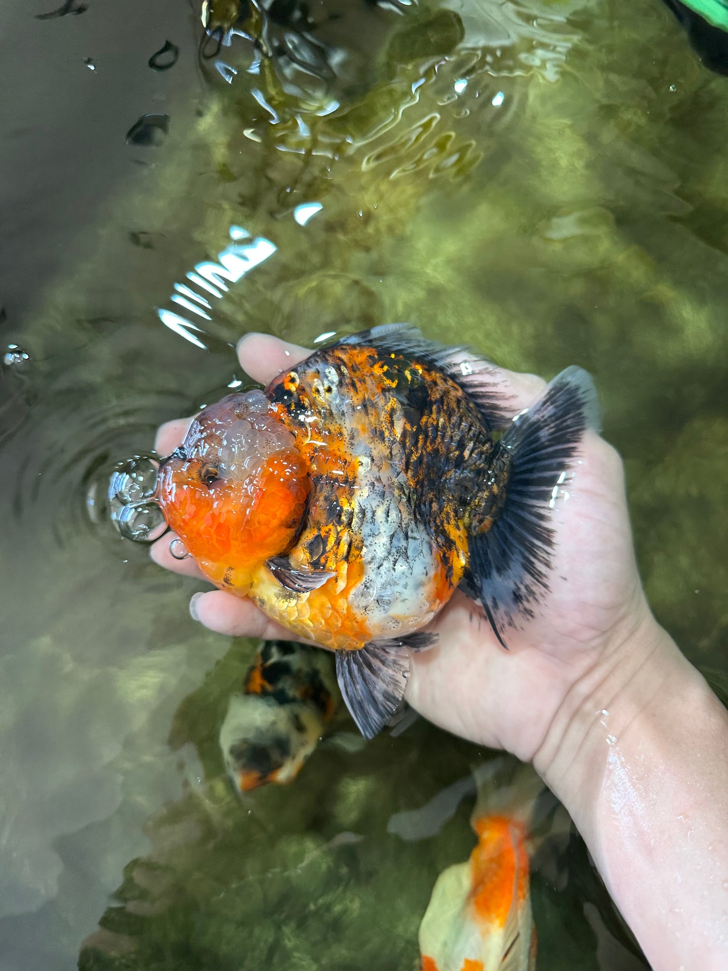 AAA Grade RARE Big Body Godzilla Calico Yuanbao Female 5-5.5 inches #051625YB_13