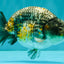 A Grade Strong Body Structure Tiger Ranchu Male 5-5.5 inches #081426RC_22