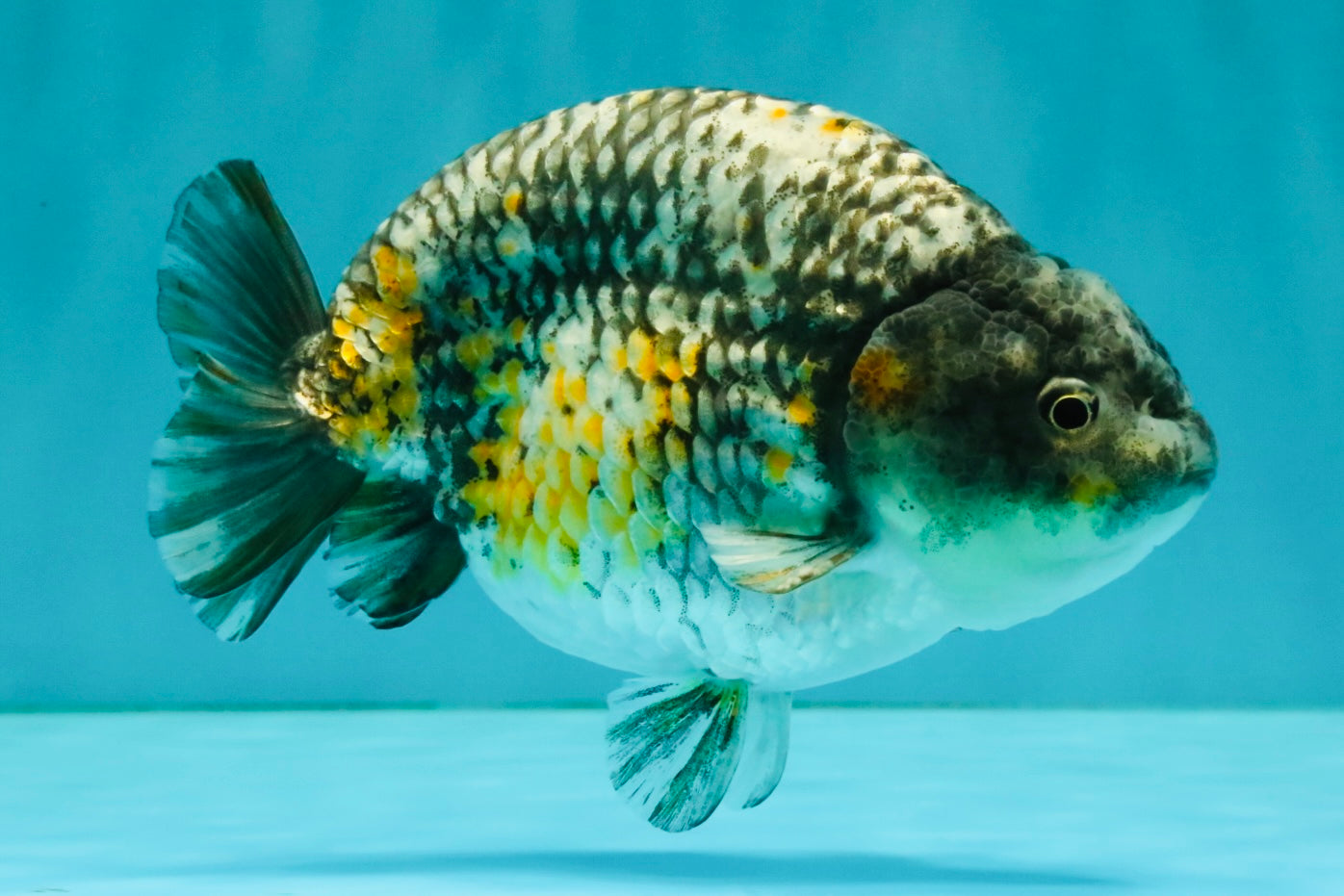A Grade Strong Body Structure Tiger Ranchu Male 5-5.5 inches #081426RC_22