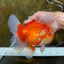 AAA Grade Red White Oranda Male 6.5 inches #080125OR_08