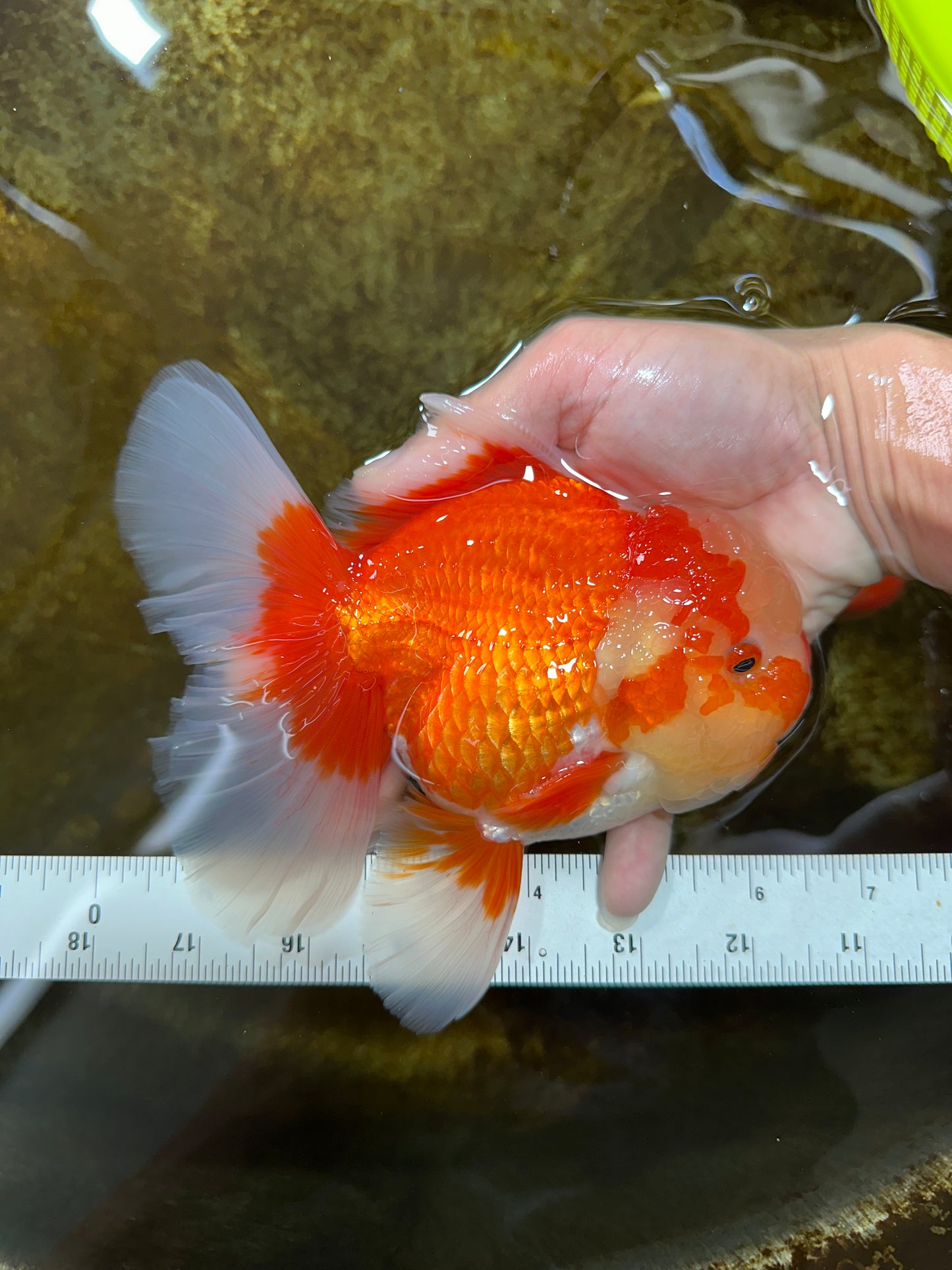 AAA Grade Red White Oranda Male 6.5 inches #080125OR_08