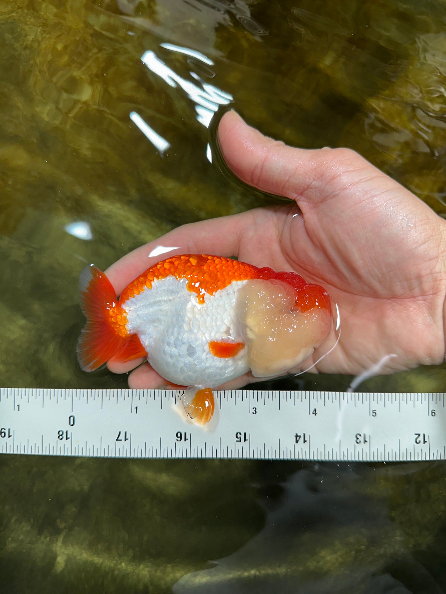 THE BEST AAA Grade Red White LionQueen 4.5 inches #042525LC_15