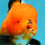 CHARLIE CHAPLIN AAA Grade Apache Oranda Female 5.5-6 inches #030626OR_27