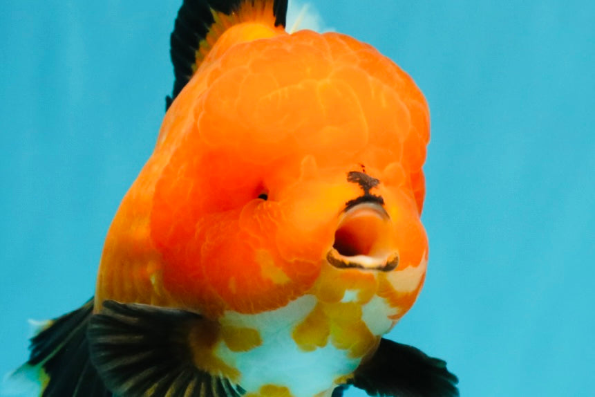 CHARLIE CHAPLIN AAA Grade Apache Oranda Female 5.5-6 inches #030626OR_27