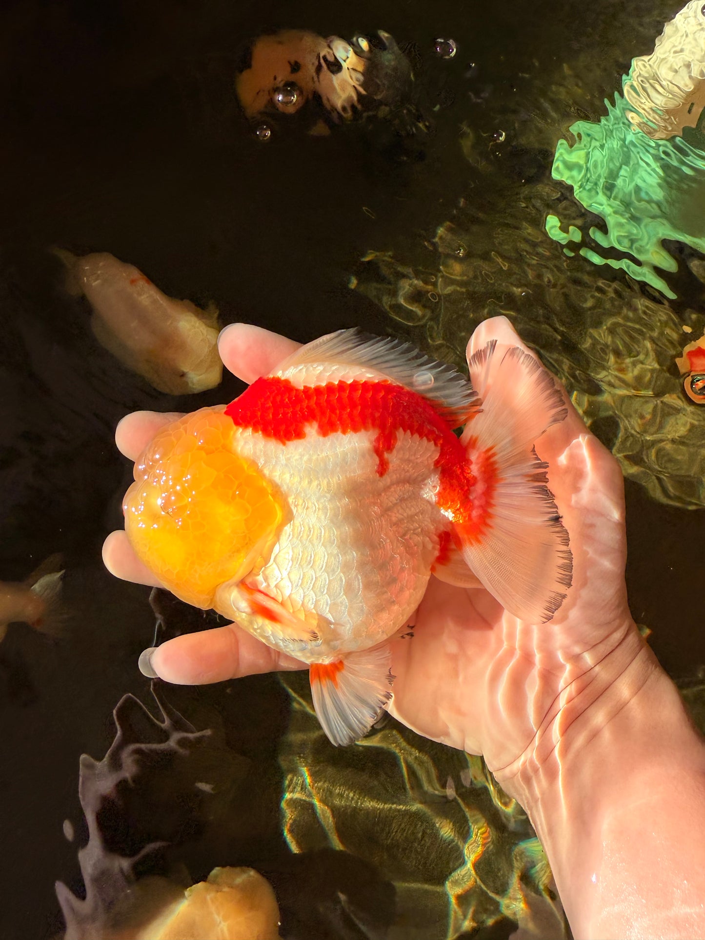 CHUBBY AAA Grade Godzilla Red White Lipstick Yuanbao Male 5-5.5 inches #022726YB_04