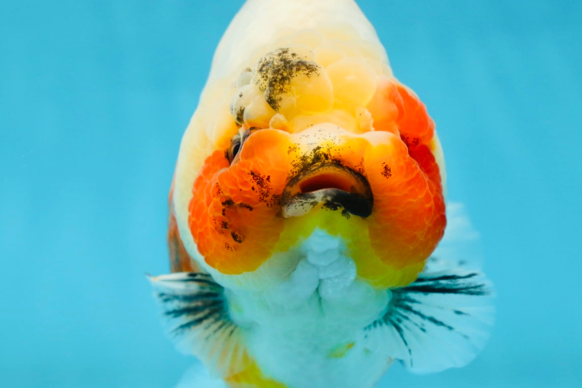 AAA Grade Big Body Godzilla Ink Calico Yuanbao Female 6 inches #051625YB_12