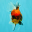 A Grade Tiger Oranda Male 5.5 inches #062626OR_26