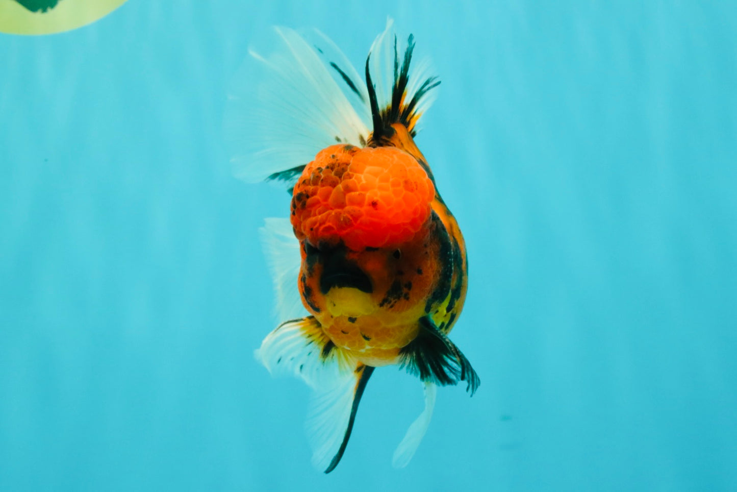 A Grade Tiger Oranda Male 5.5 inches #062626OR_26