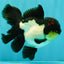 Tricolor Oranda Female 5.5 inches #082126OR_12