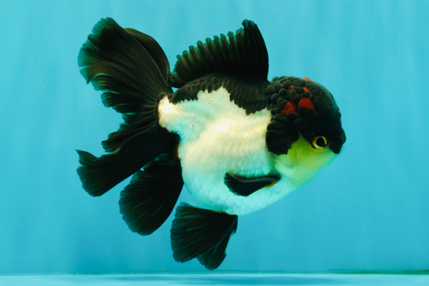Tricolor Oranda Female 5.5 inches #082126OR_12