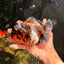 CHONKY AAA Grade Calico Kirin Yuanbao Male 5.5 inches #050826YB_08
