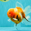 CHONKY A Grade Sakura Oranda Male 6 inches #070626OR_13