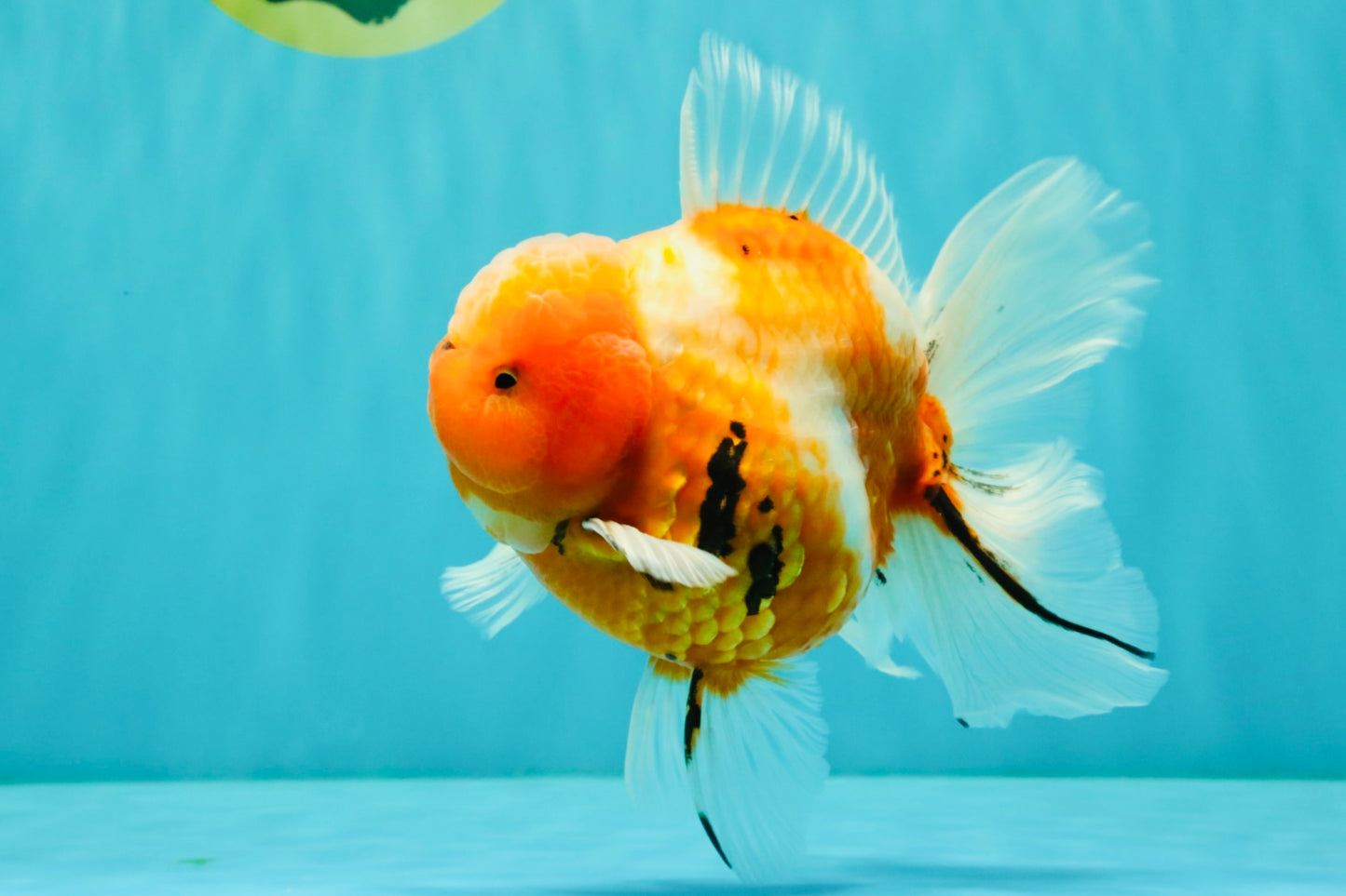 CHONKY A Grade Sakura Oranda Male 6 inches #070626OR_13