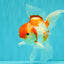 A Grade Kohaku Red White Oranda Male 6 inches #082826OR_15