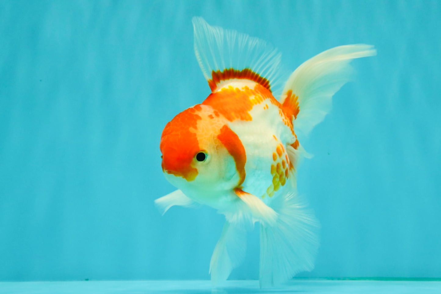 A Grade Kohaku Red White Oranda Male 6 inches #082826OR_15